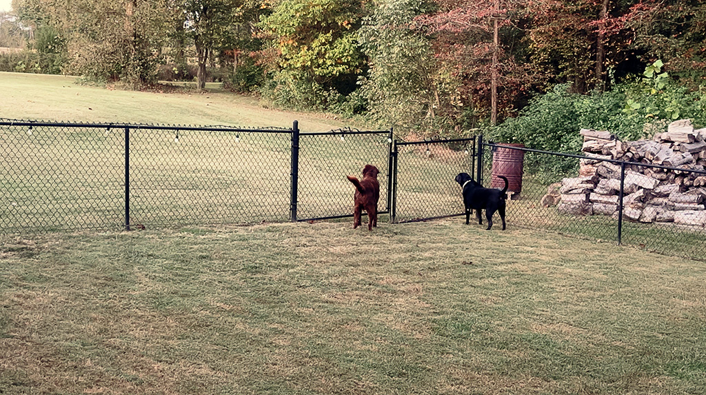 puppies on guard